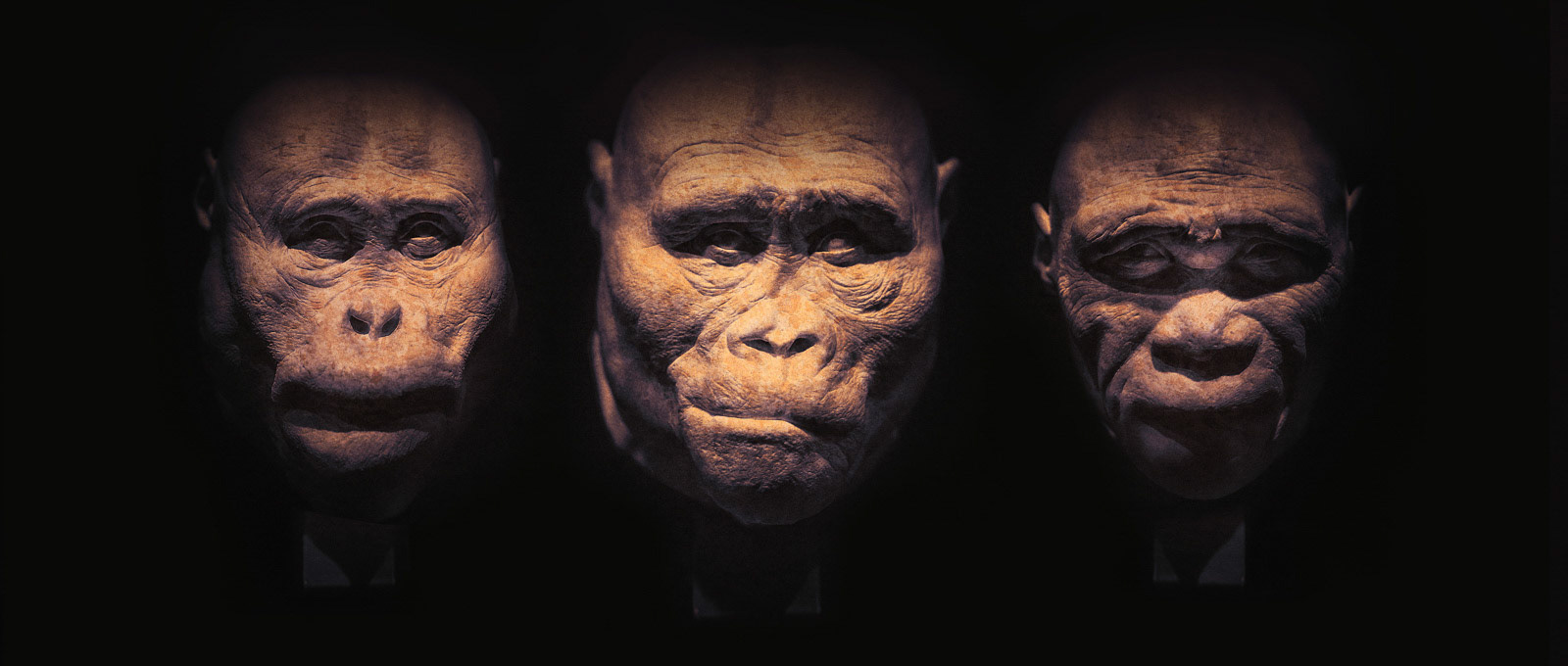 Three Monkey Heads