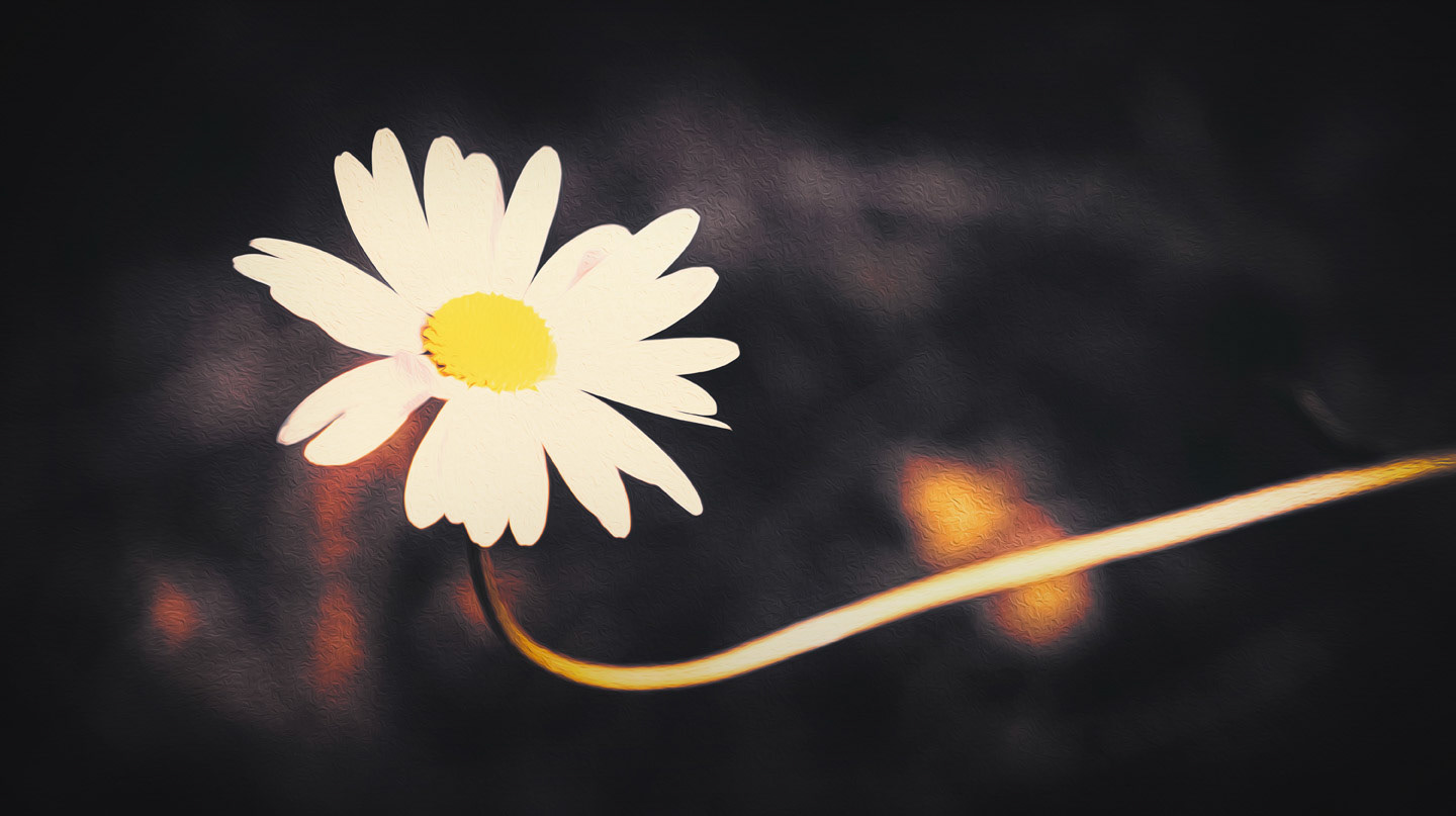 A gorgeous classic. The Bellis perennis flower is beautiful to look at .. again and again ..