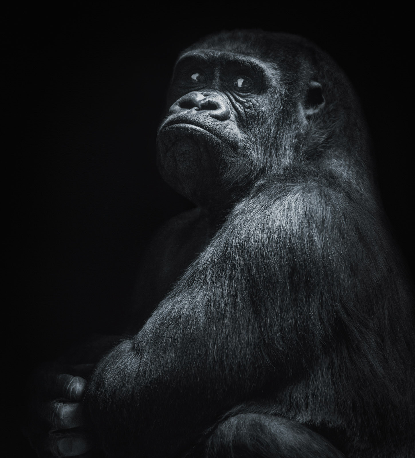 A big and nosy gorilla in black and white