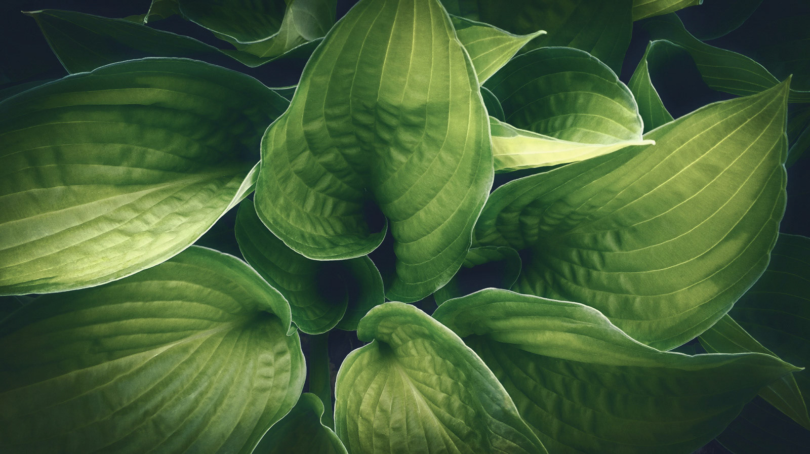 Plant details captured with my smartphone. Post production with Lightroom + Photoshop.