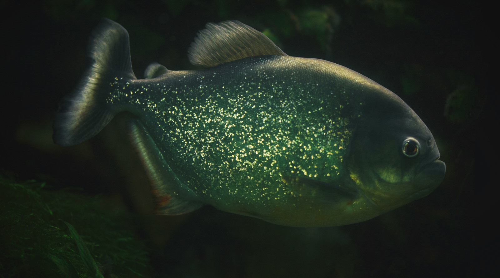 Back in 2014 I've captured a beautiful pyranha. After some post production today, I've reached this result: The "golden dust" fish. Look at him, then you know why. Just a real beauty!