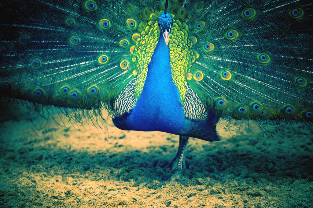 Peacock standing on one leg