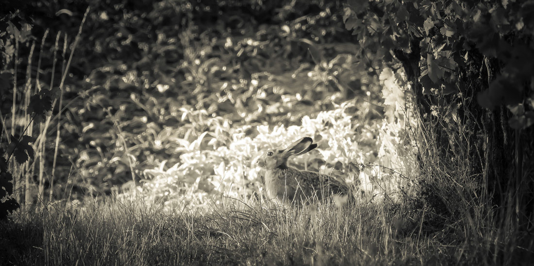 As the rabbit looks to the sunset, I've made this picture with my Nikon P900. It seems this place was his favourite one to watch the sun goes down!
