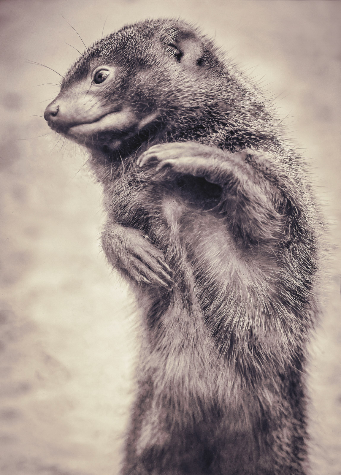 Portrait of a dwarf mongoose in sepia colours.
