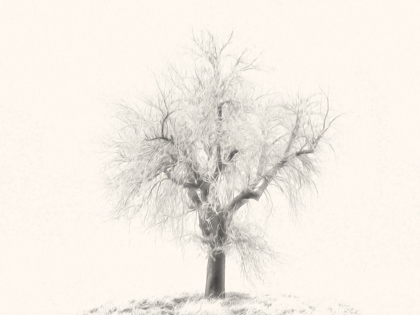 Minimalistic this tree stands in front of nothing. White, bright and simple. I love those simple captures!