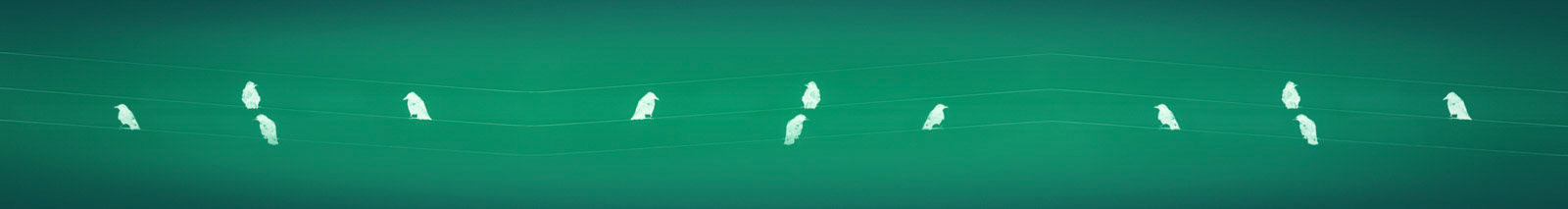 Just experimental with birds