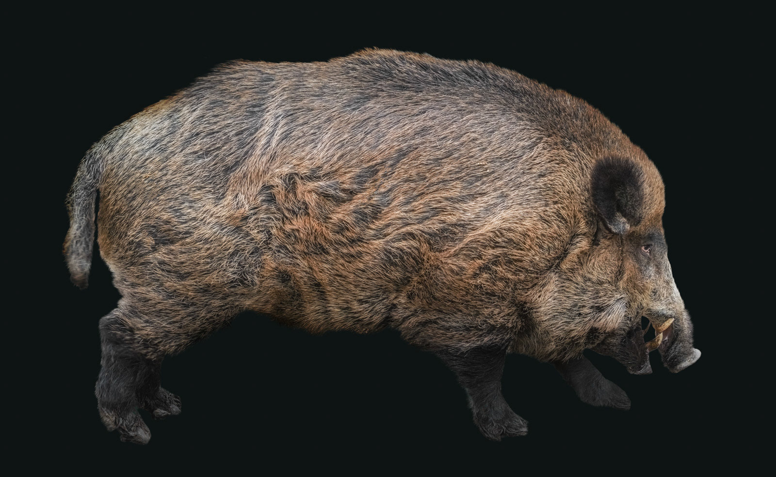 Small but very powerful and impressive - this is Hubertus, the boar.