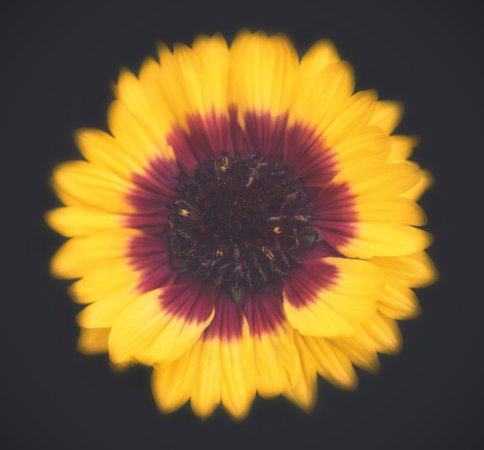 Flowers make you feel like in a special mood of spring.