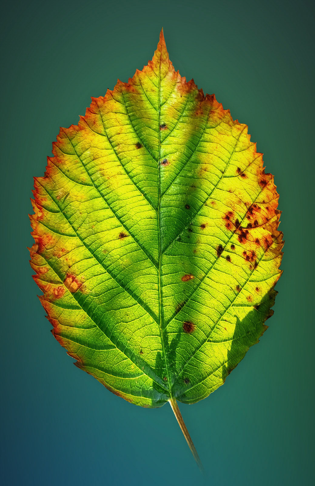 To see what's possible with a simple smartphone (in this case the Moto G4) I went out on a sunny day to capture this beautiful leaf. This capture was made free handed. The leaf was waving to the soft wind and was lighted by sunshine. The post-production was made with photoshop. I especially love the colours on this leaf - it's all naturally.