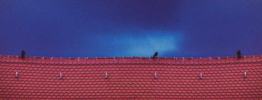 The storm is coming .. and the birds are waiting for it. It seems they have the best place to view the spectacle at the sky.
