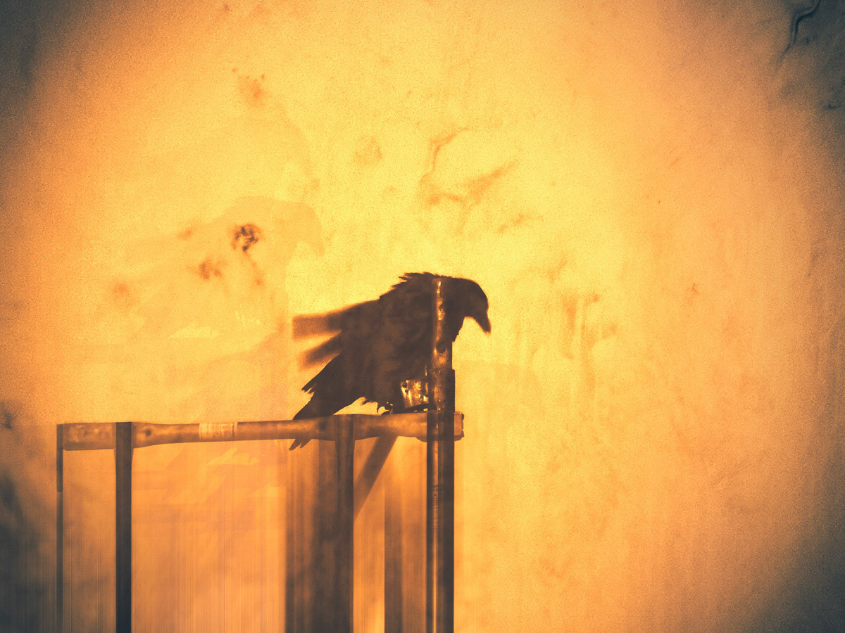 Eerie and abstract scene with a sitting raven, which just wanted to start to fly.