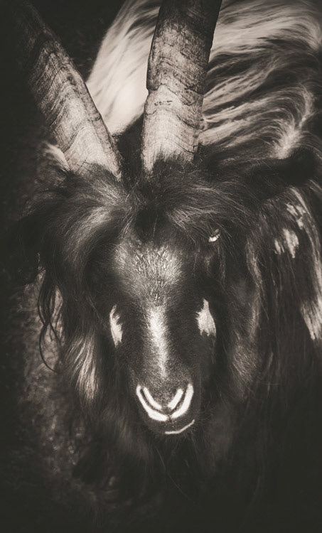 Portrait of Mitchell the Valais blackneck goat. This picture was one of my early steps in photography. Made with the good old Sony A230.