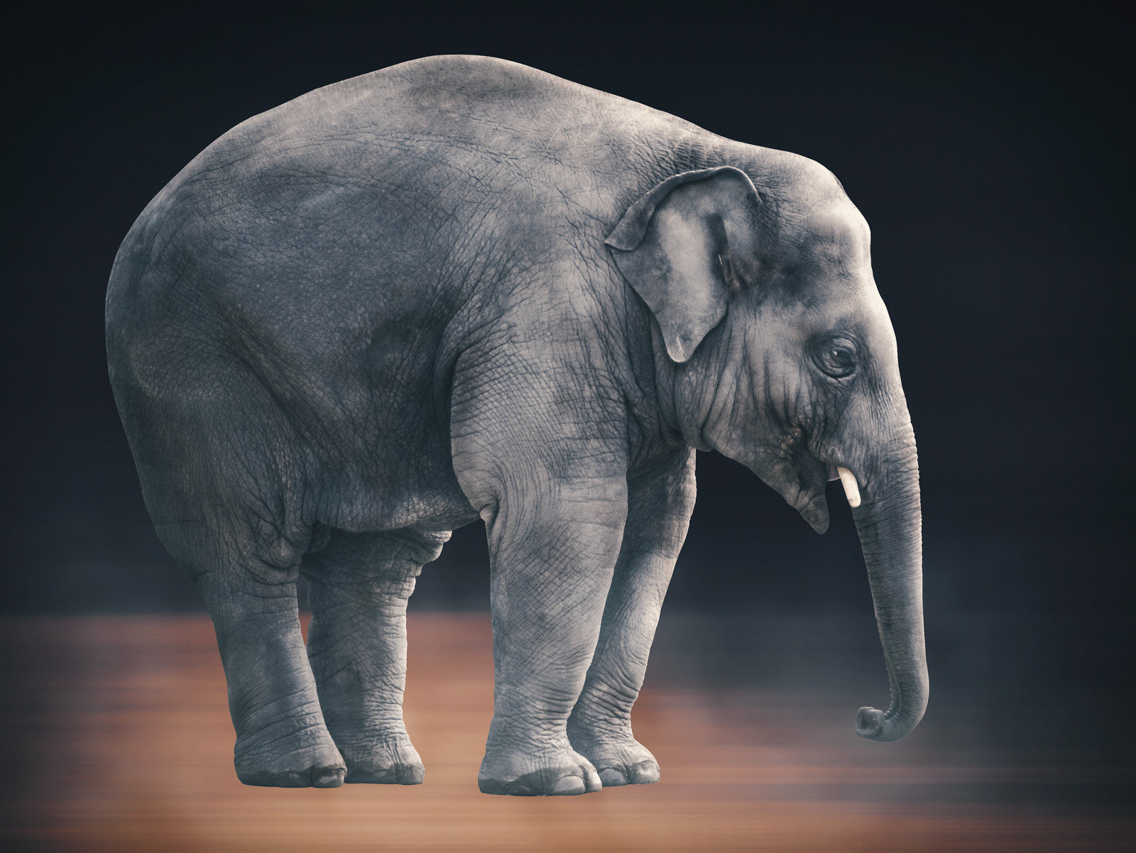 Portrait of an lonely Elephant - unmatched in its beauty but kind of sad.