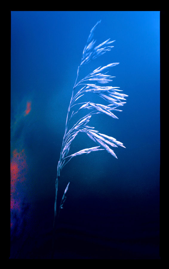 The last wheat plant on the field pines away in a melancholic winter scene.