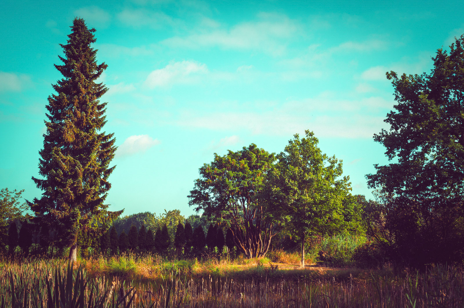 This is a small place of peace and harmony which I've found on my vacation in northern Germany. In the middle of nowhere this idyll gives pure power back, in its natural beauty.