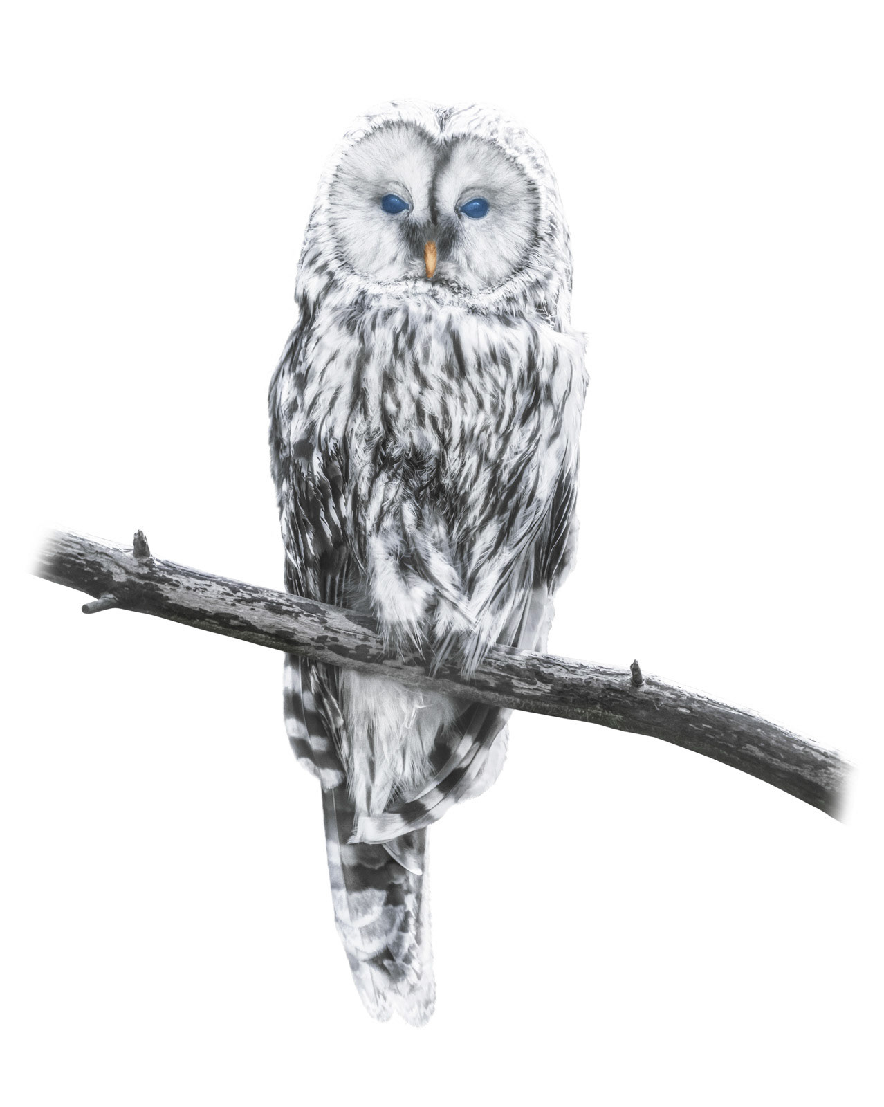 This is Frieda, the owl of freedom. When looking at this picture, this bird sends you charisma of wisdom, freedom and harmony. One of my favourite birds ever.