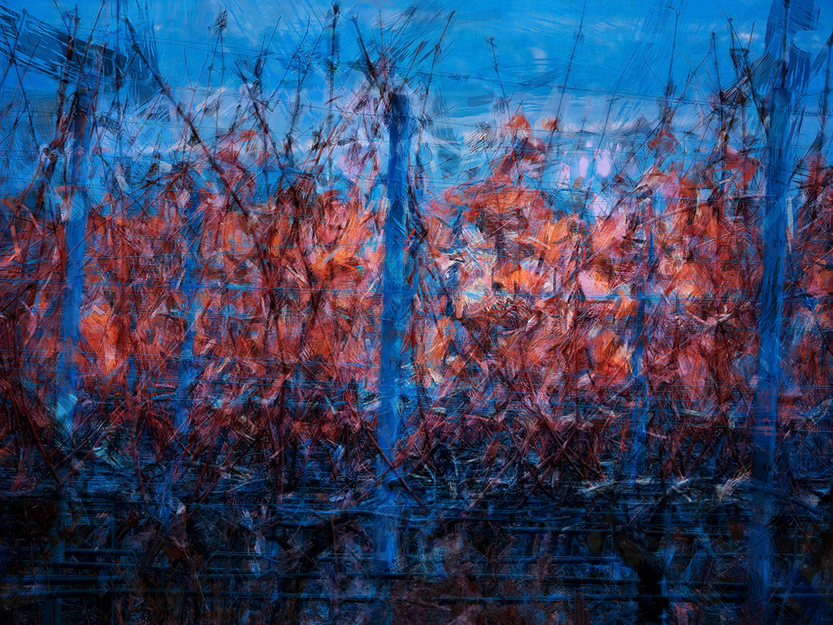 Surreal scene of a vineyard in autumn.