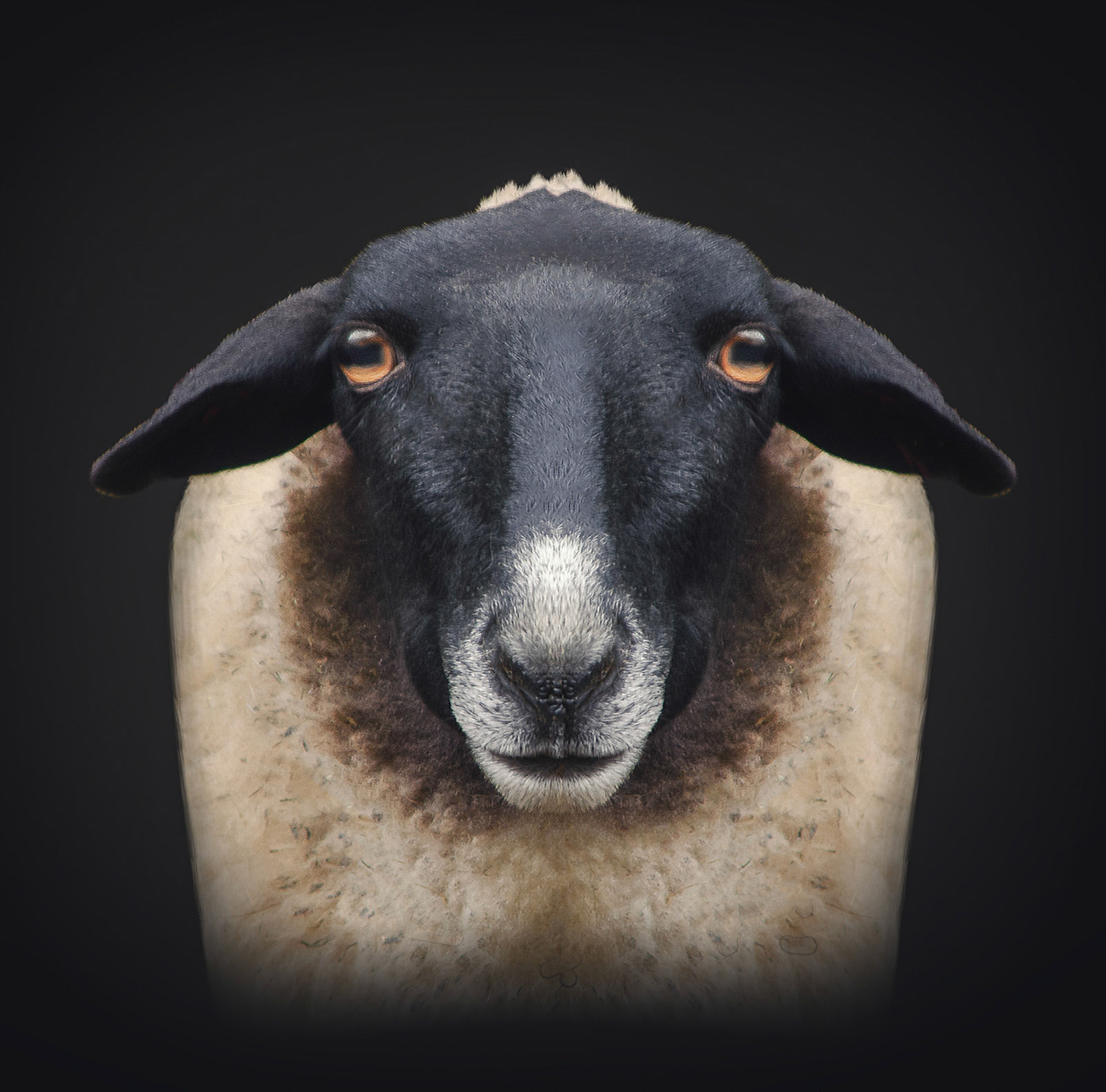 One of my first Nikon D5100 captures was this sheep. Making a creative looking portrait of it. I call this cute sheep madam: 'Esmeralda'. :-)