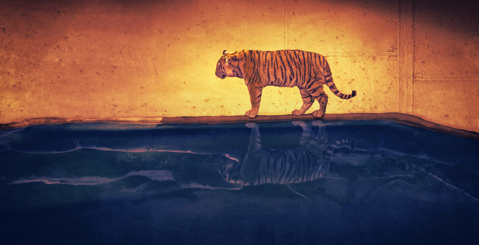 Dreamtiger fantasy creative artwork