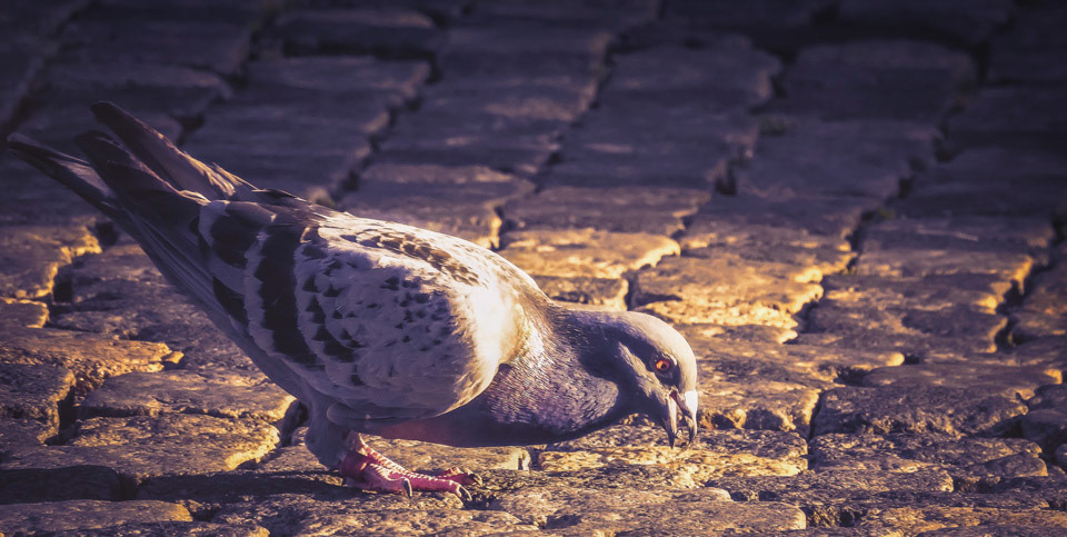 In the middle of downtown this beautiful pigeon is picking corns without end. I was lucky to had my P900 with me, so I could capture this moment from far far away.