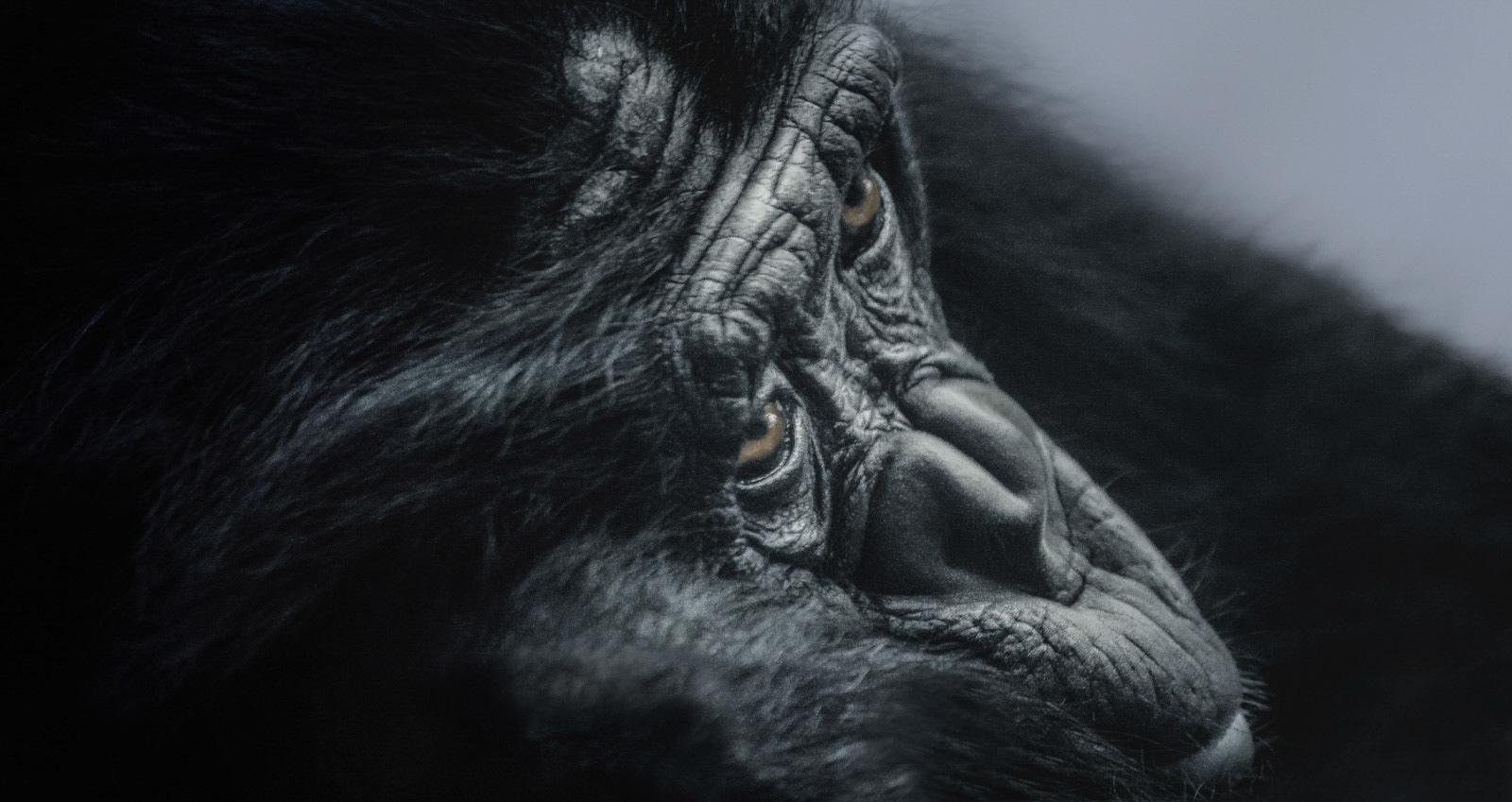 This monkey is dreaming for a better world ... for sure. Just a sad expression...