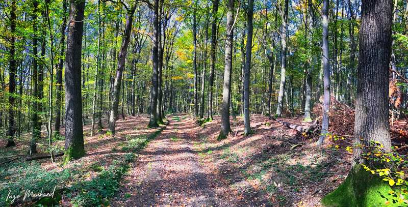 A sunny day in the deep forest of the Franconian Steigerwald. 21°C and a beautiful autumn forest awaits you in those days.