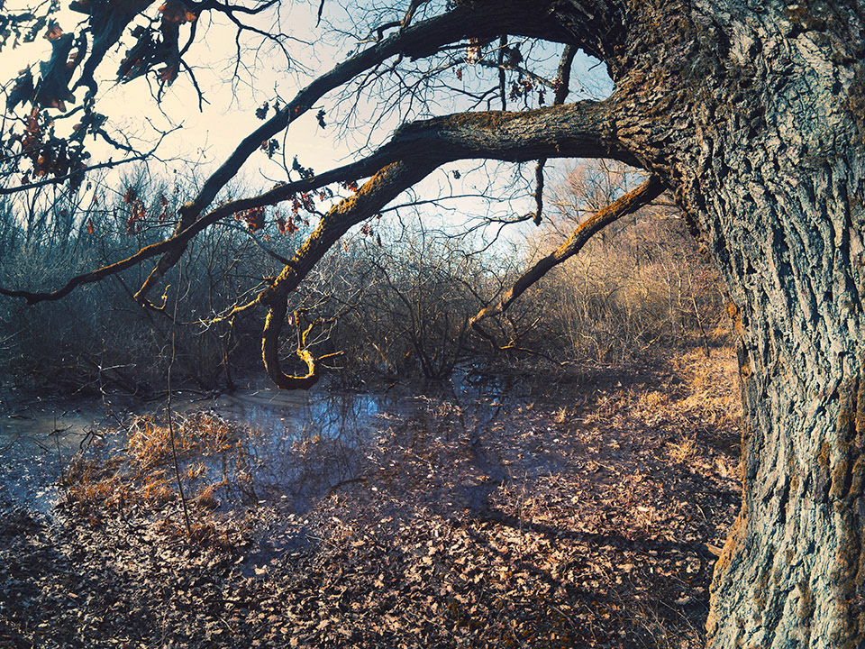 In the western forests of the Bavarian Steigerwald, there is a lake called the waterer's lake. Beside this lake is an old swamp which is surrounded of old trees. This is a truely magic and secret place. Full of harmony and full of old energy.