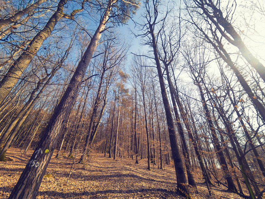 Last sunlinght in late winter in the Steigerwald mountains. The trees are tall and standing straight to the sun.