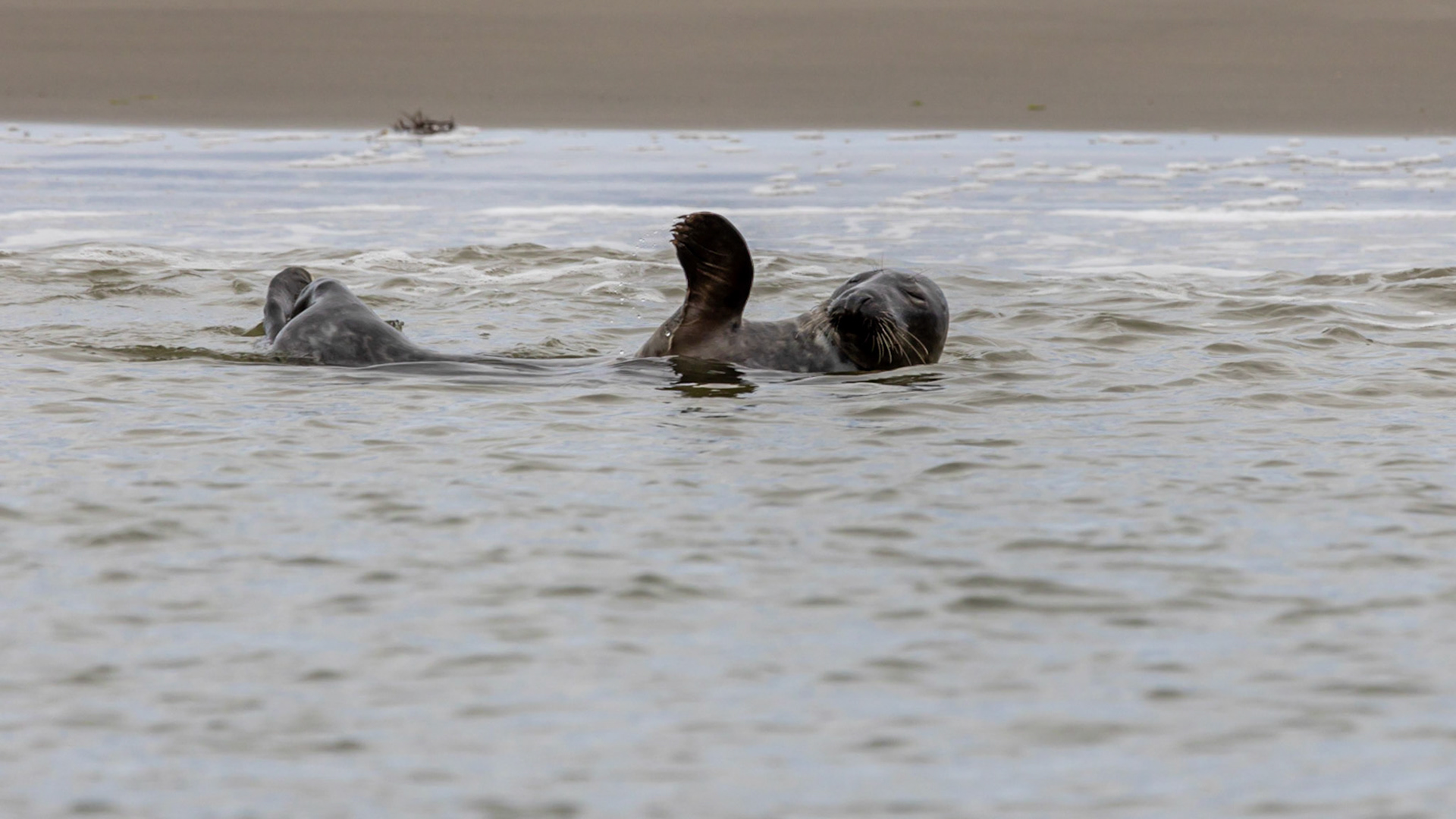 Zeehond