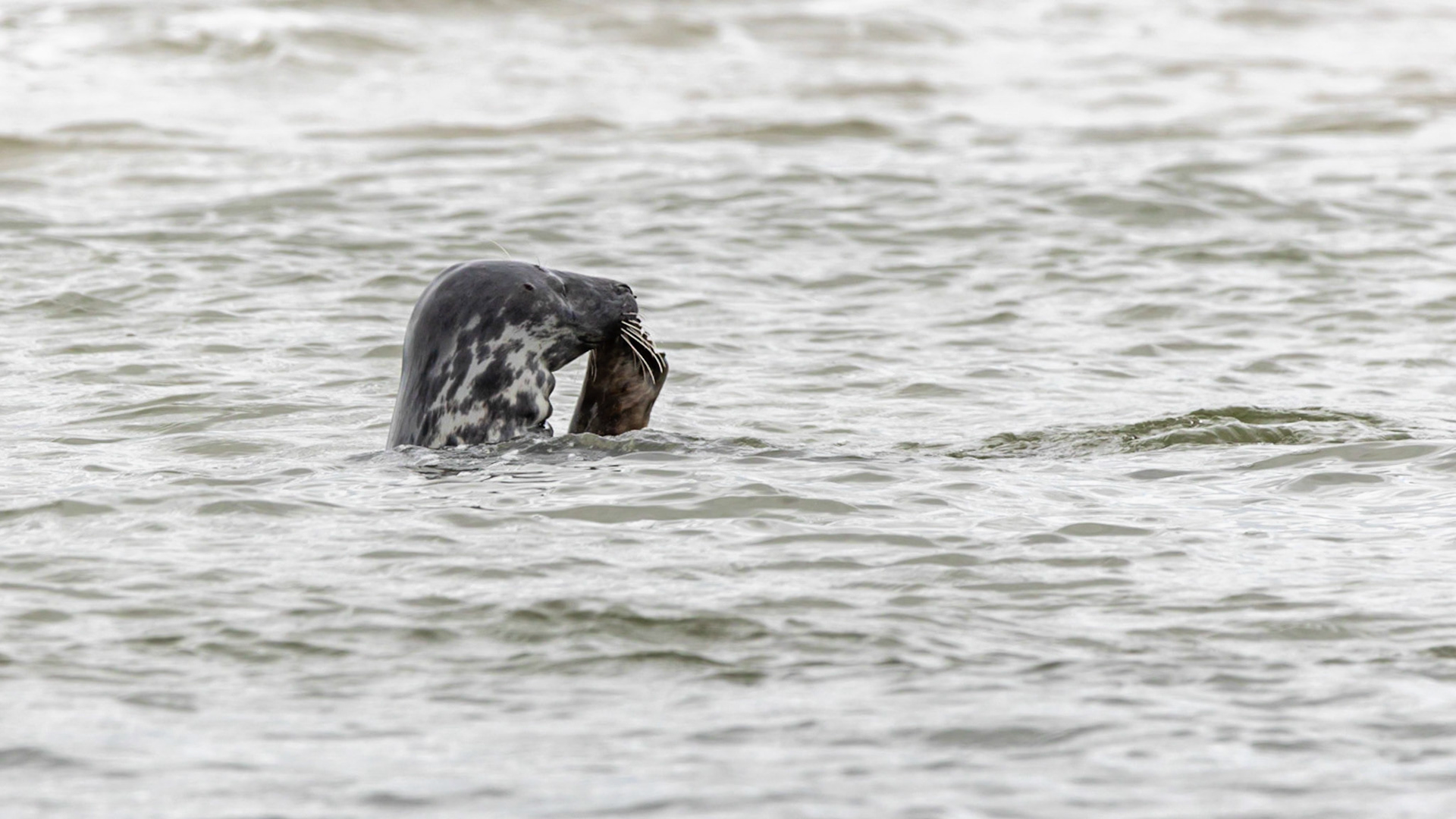 Zeehond