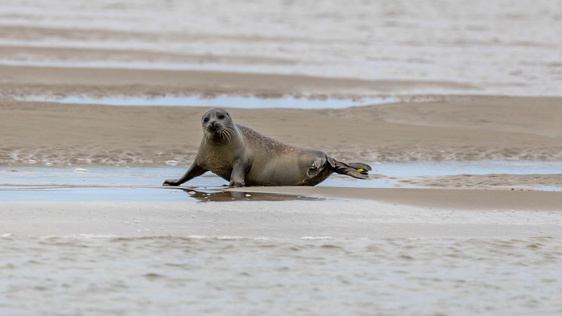 Zeehond