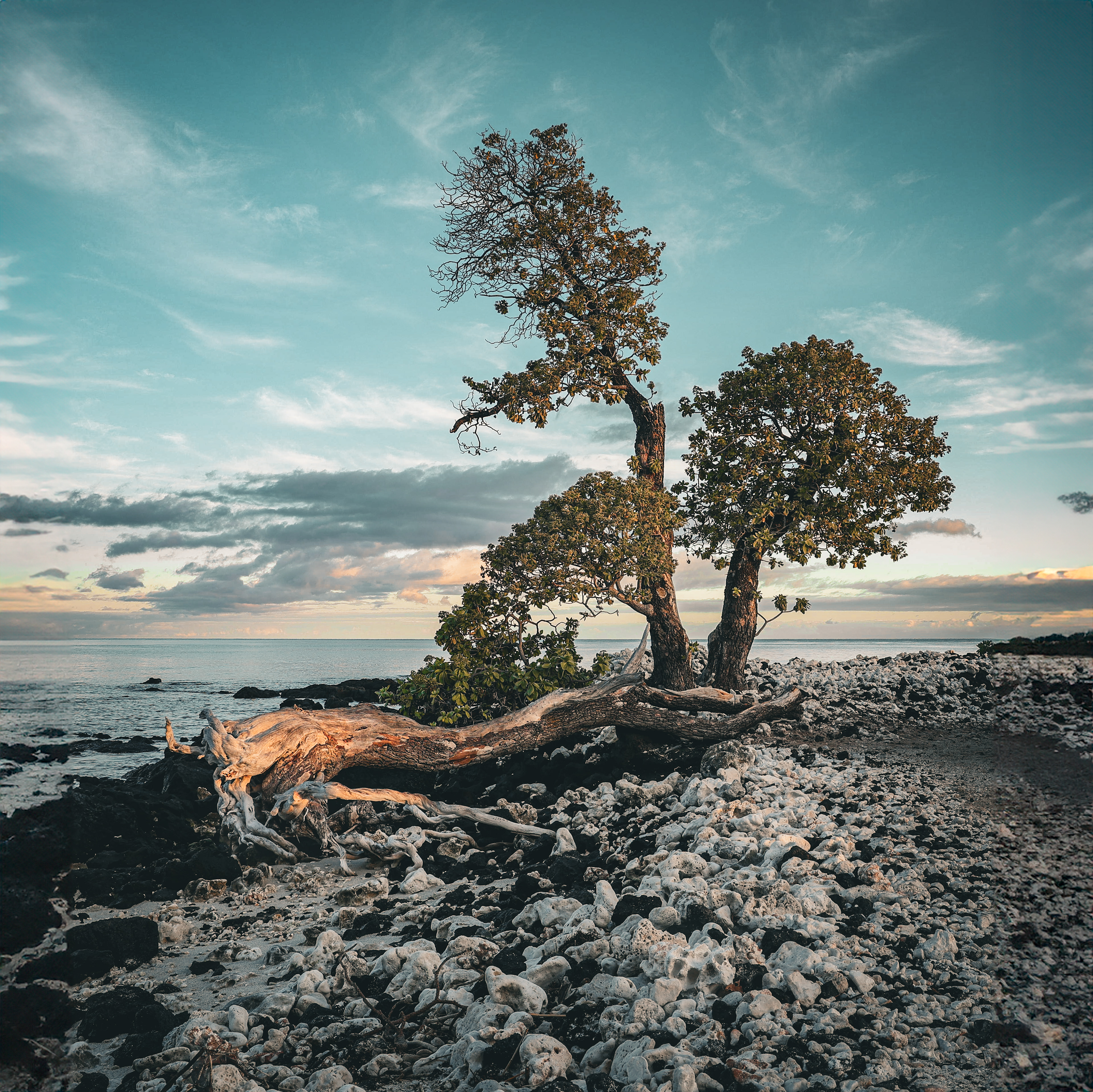 Old Tree at Waikoloa