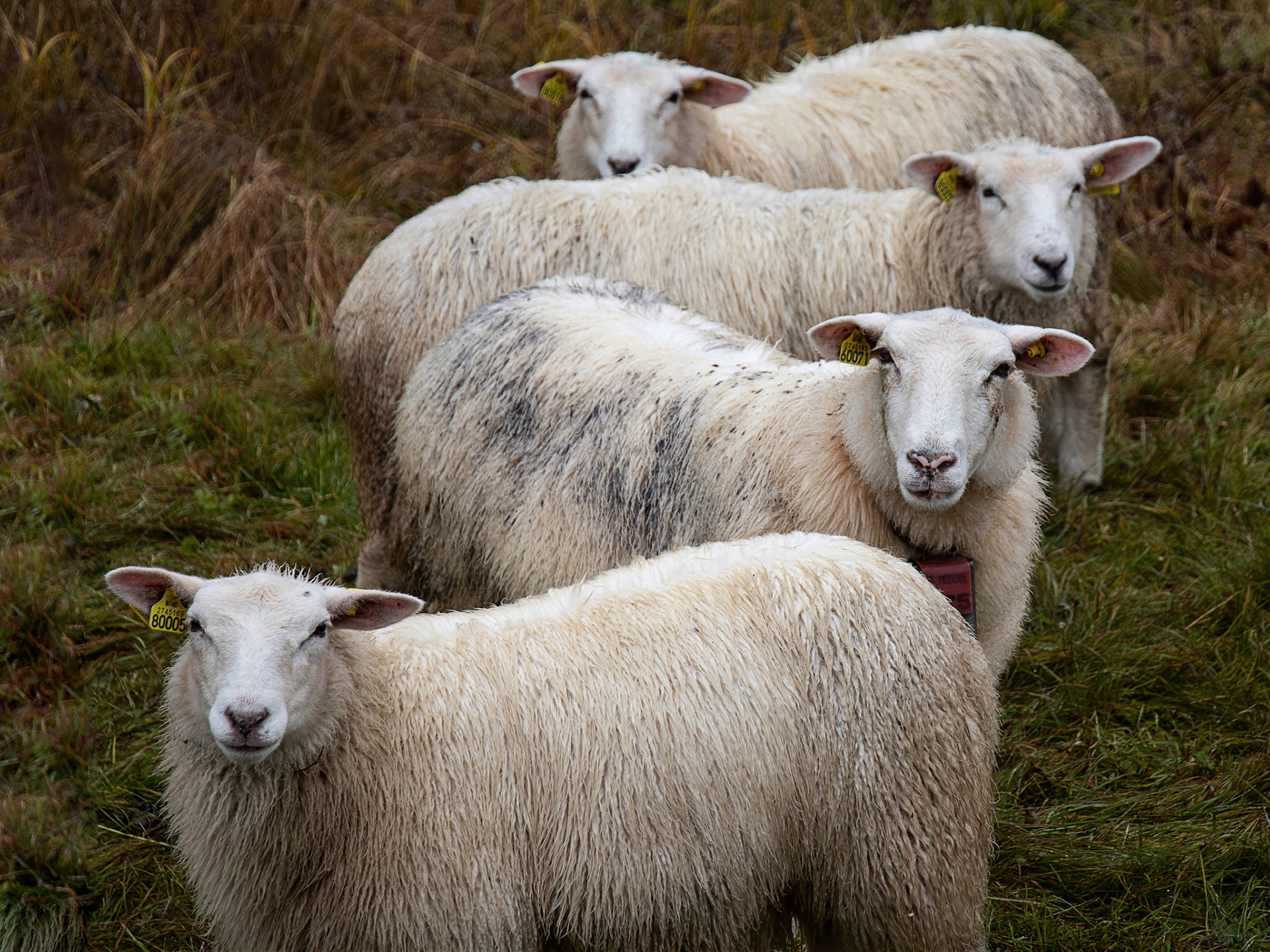 Norway Sheep