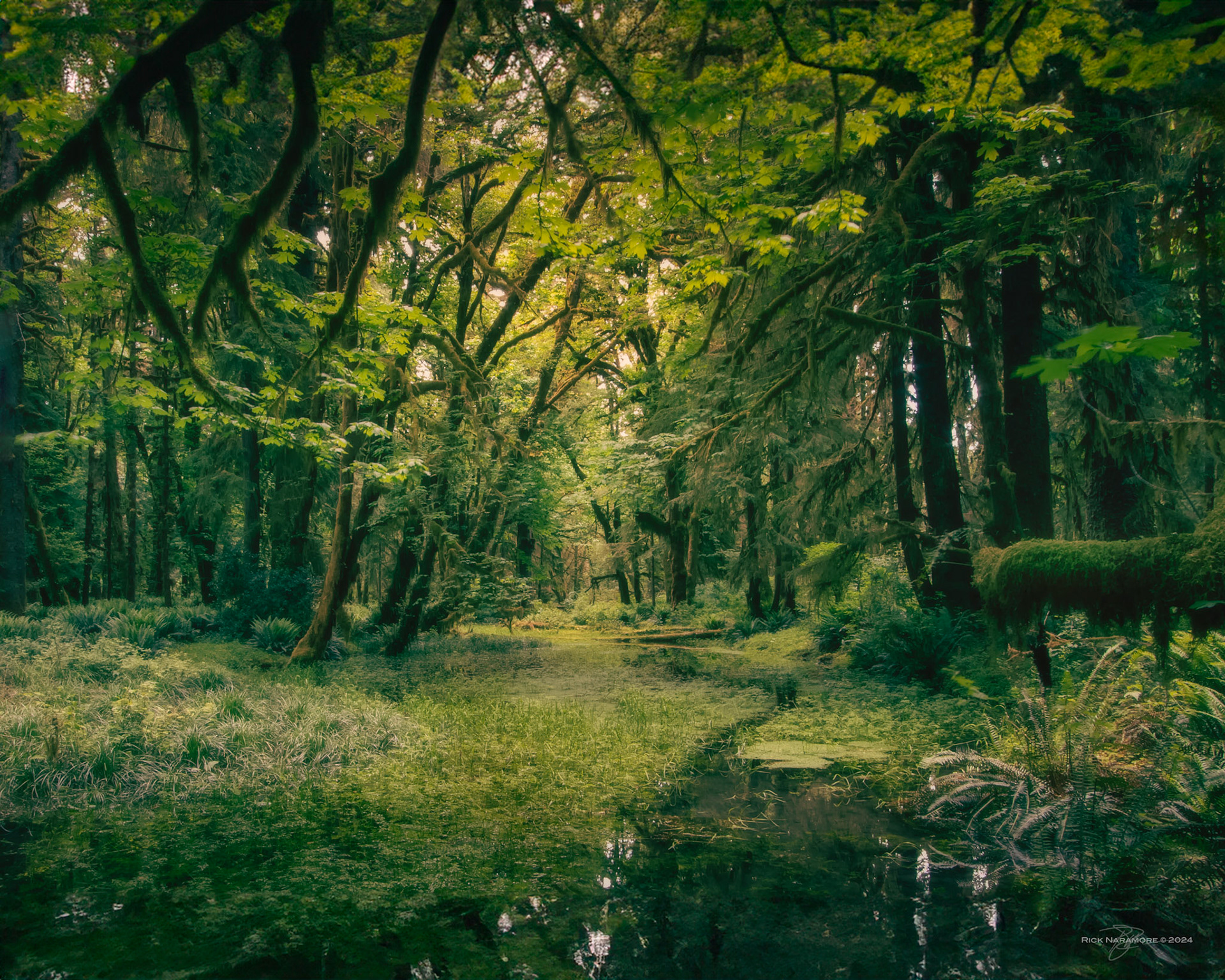 Maple Glade, Olympic National Park