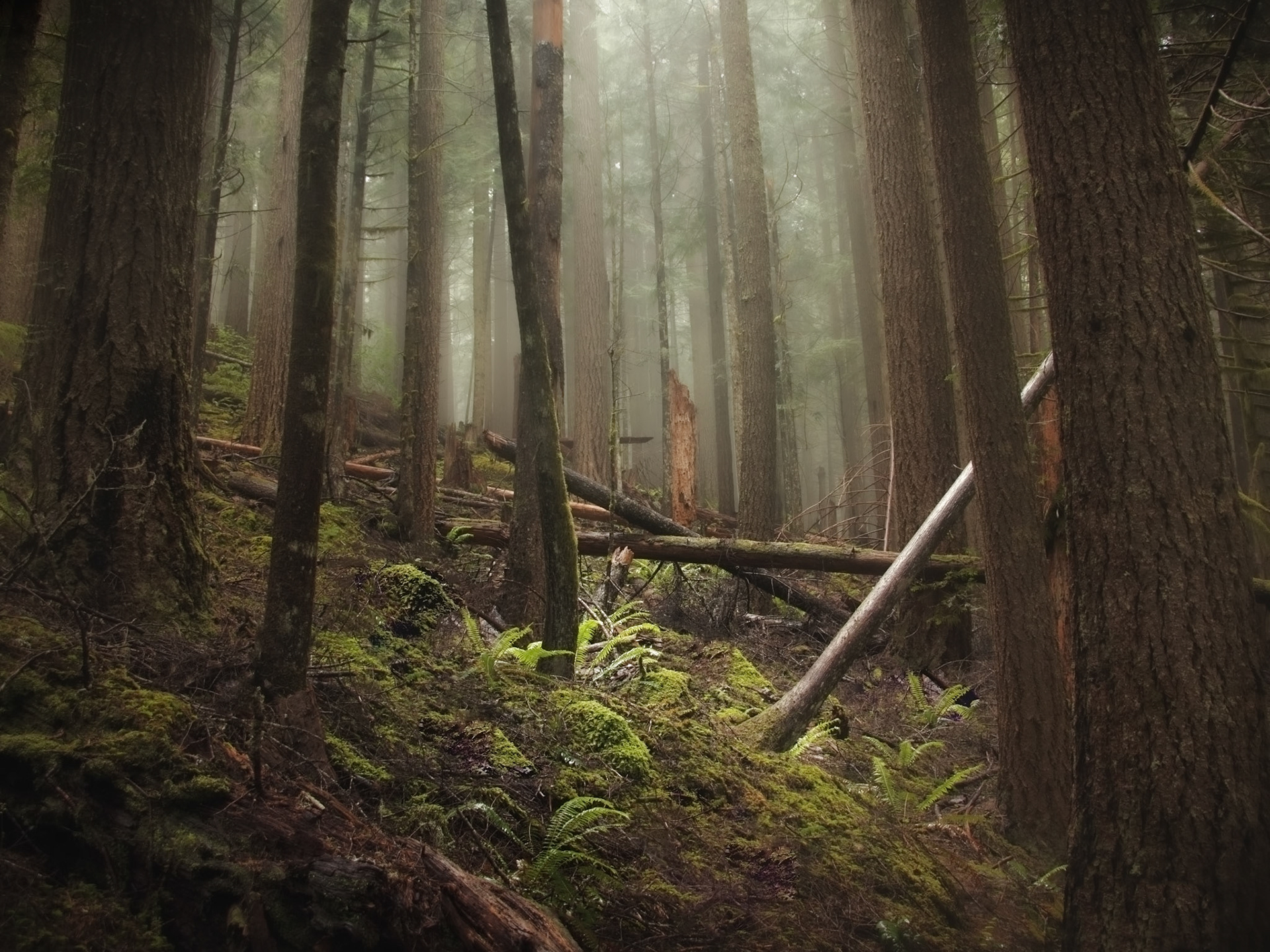 Deep Forest, Mount Rainier