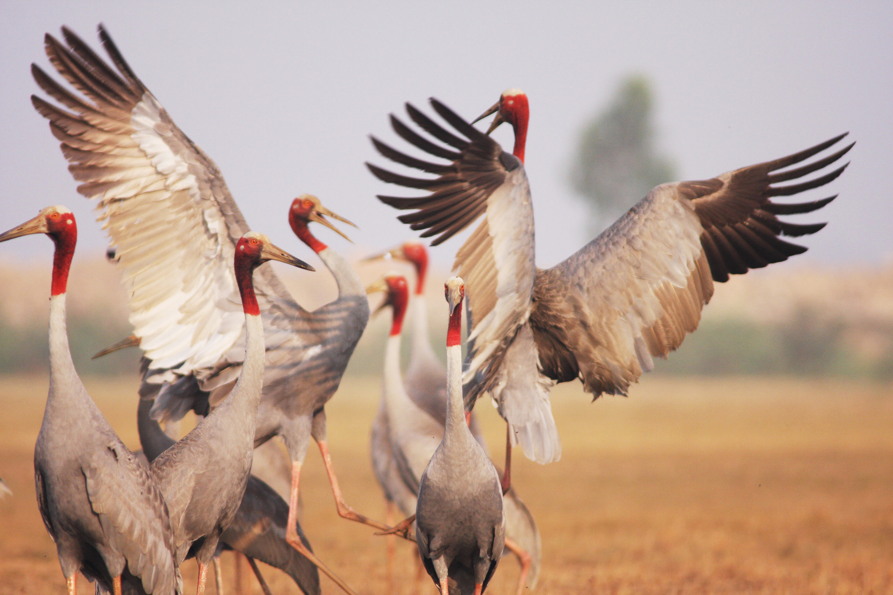 SARUS CRANES