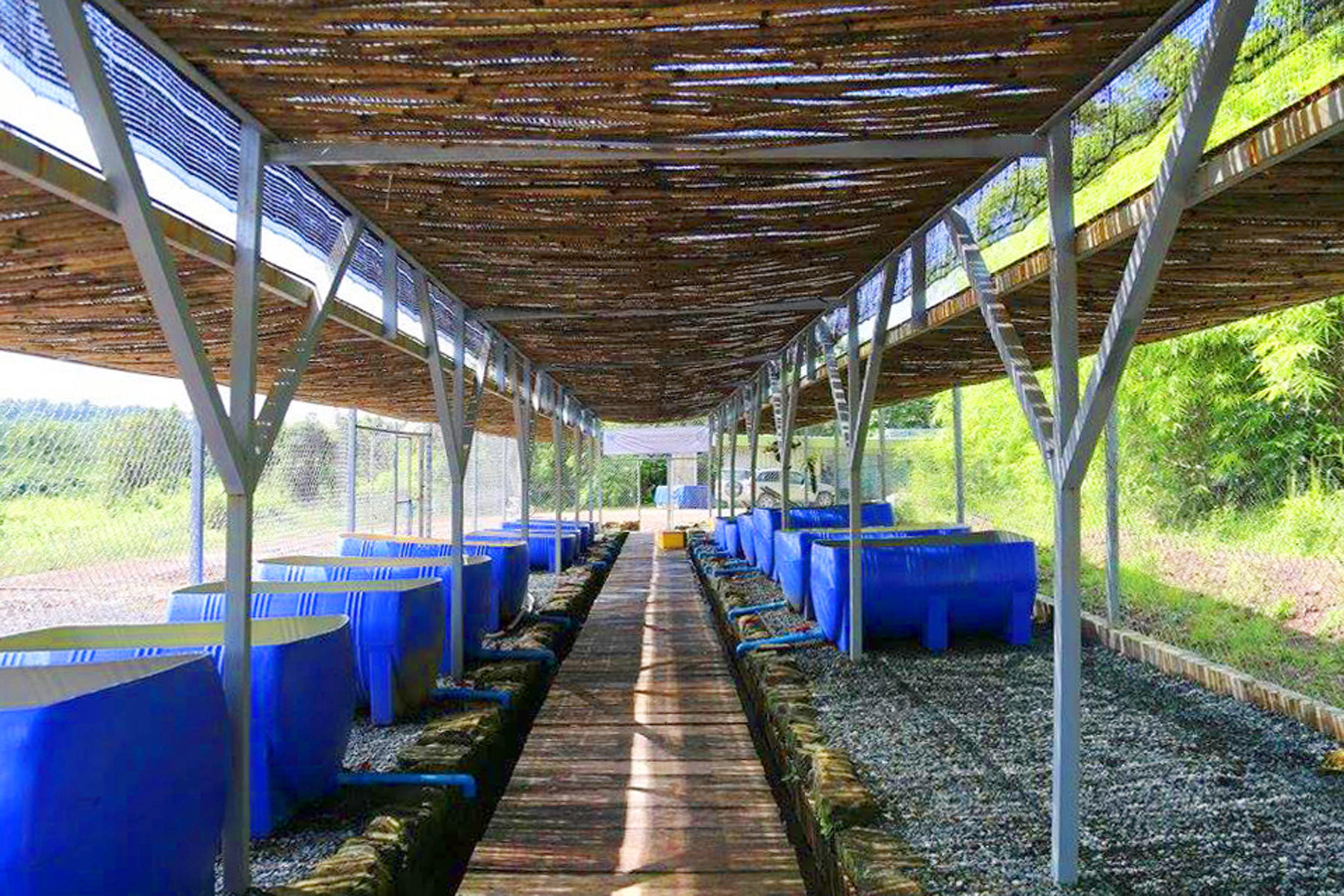 SMALL TANKS FOR BABY TURTLES WITH BAMBOO ROOF