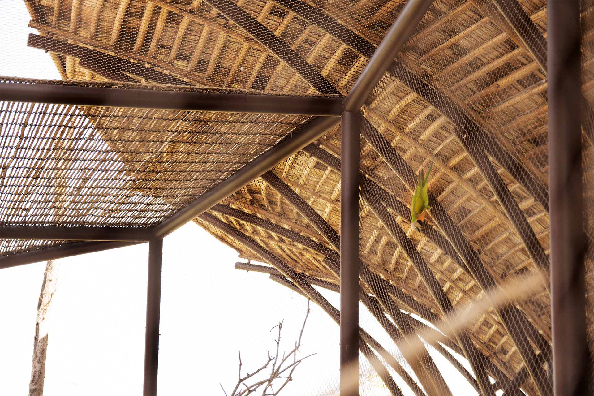 THE PARAKEET