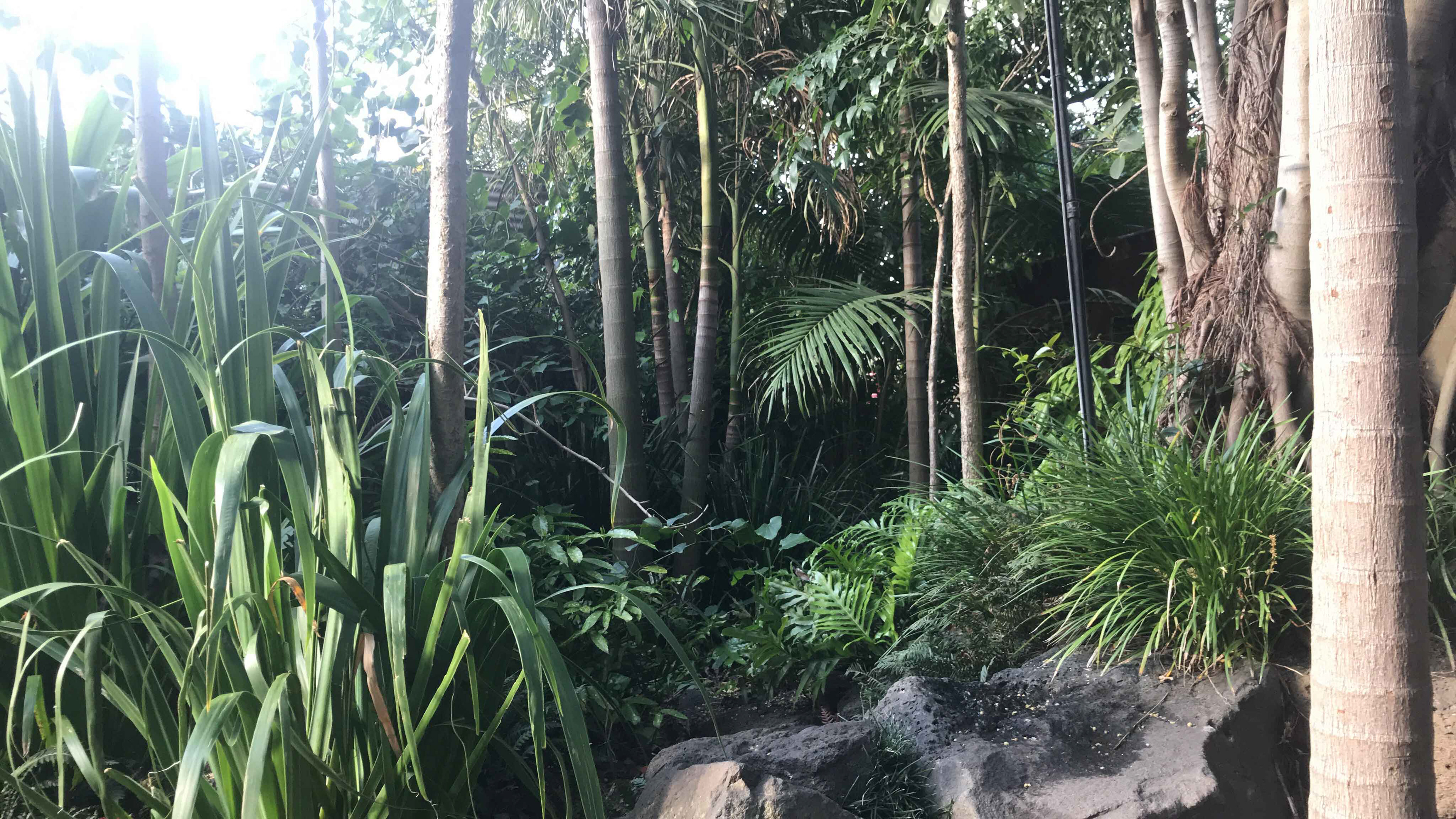 plants