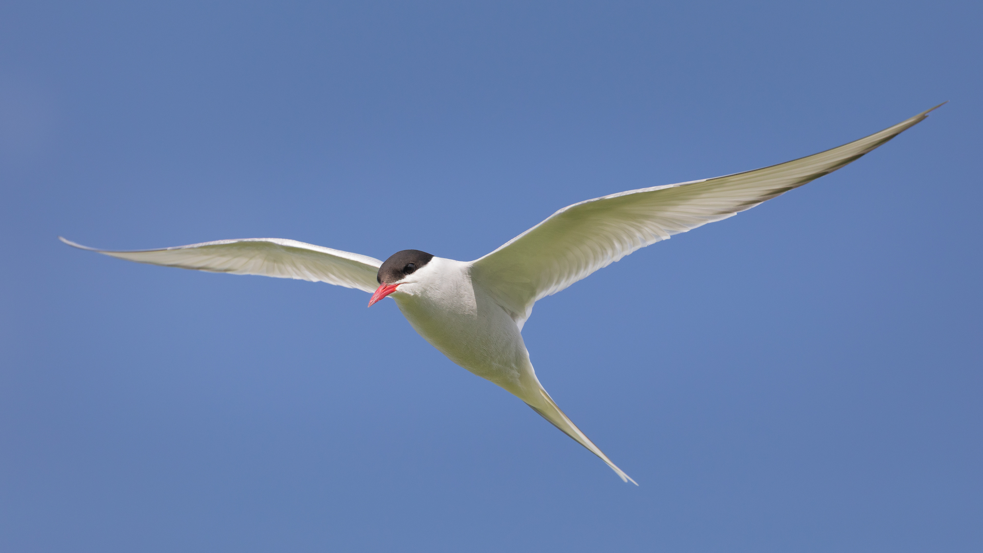 Arctic Tern - Farne Islands