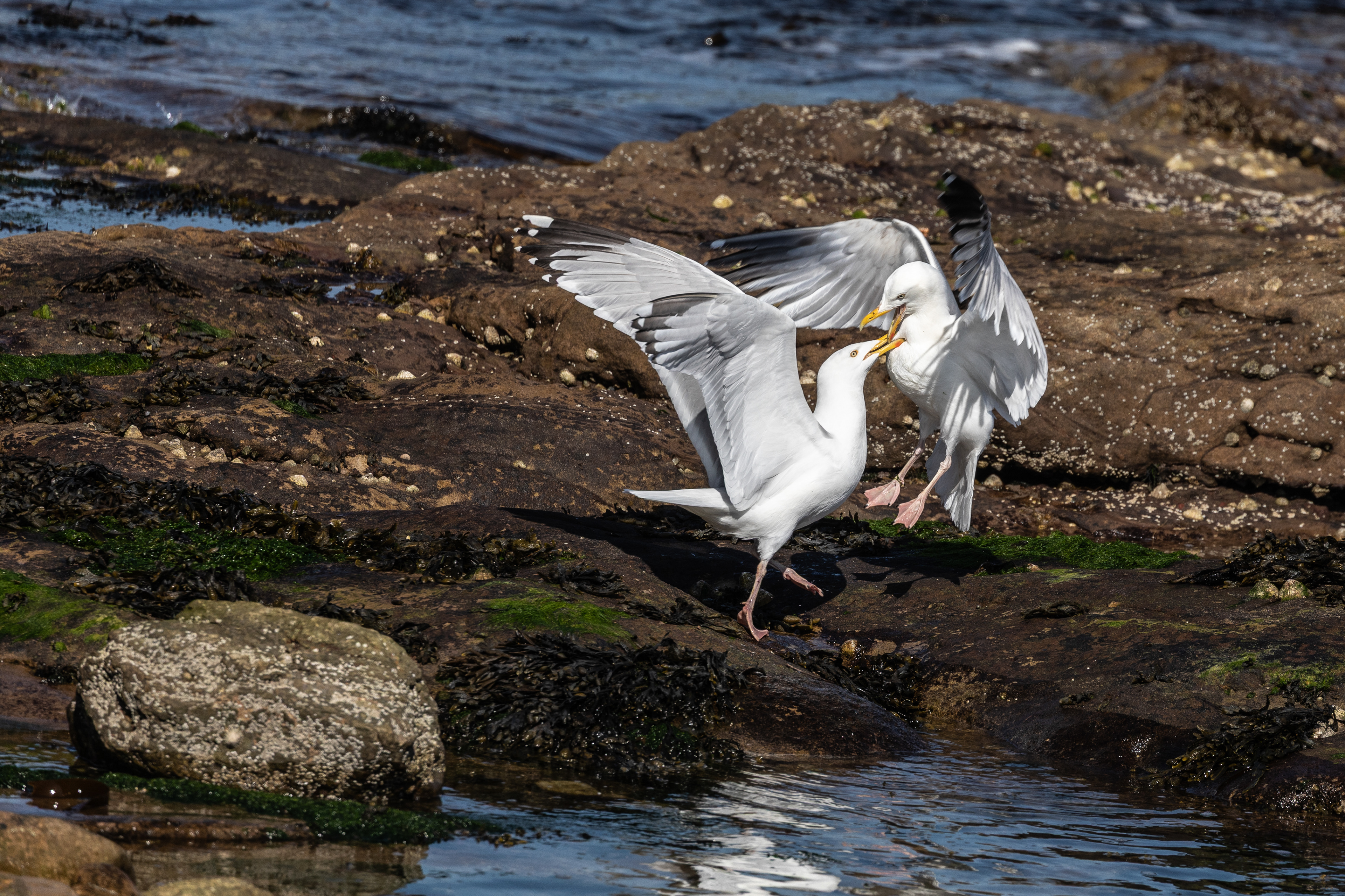 Gulls - Seahouses