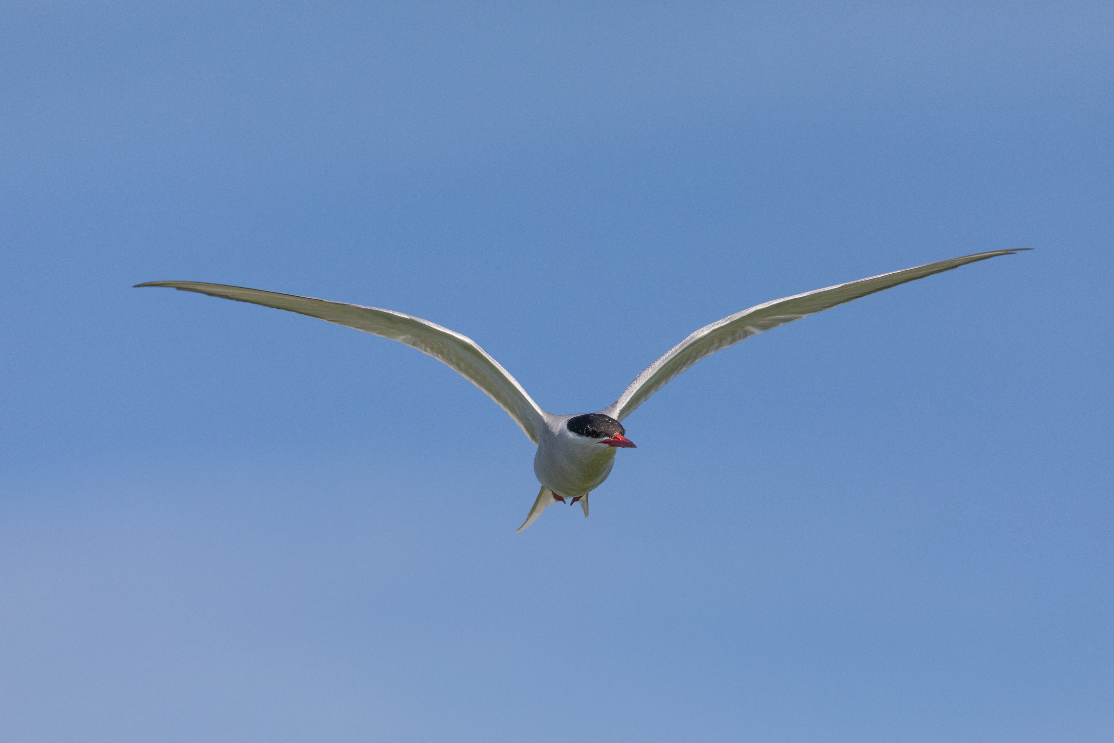 Arctic Tern - Farne Islands