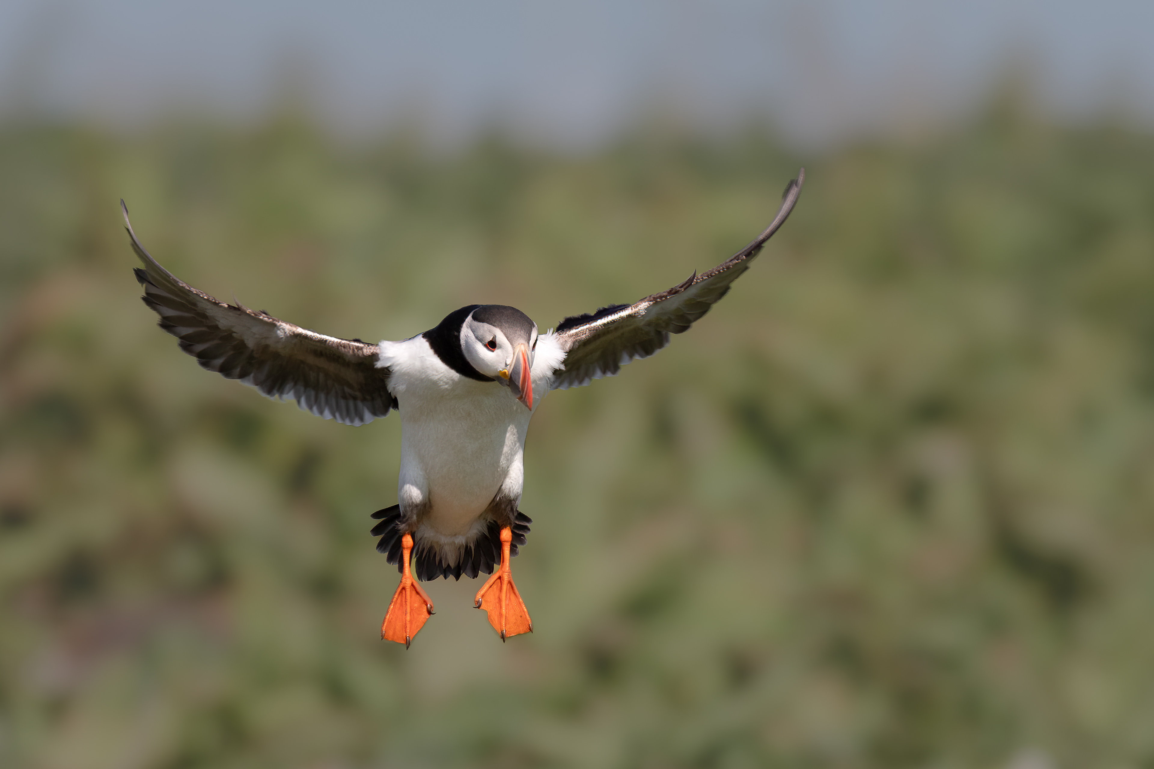 Puffin - Farne Islands