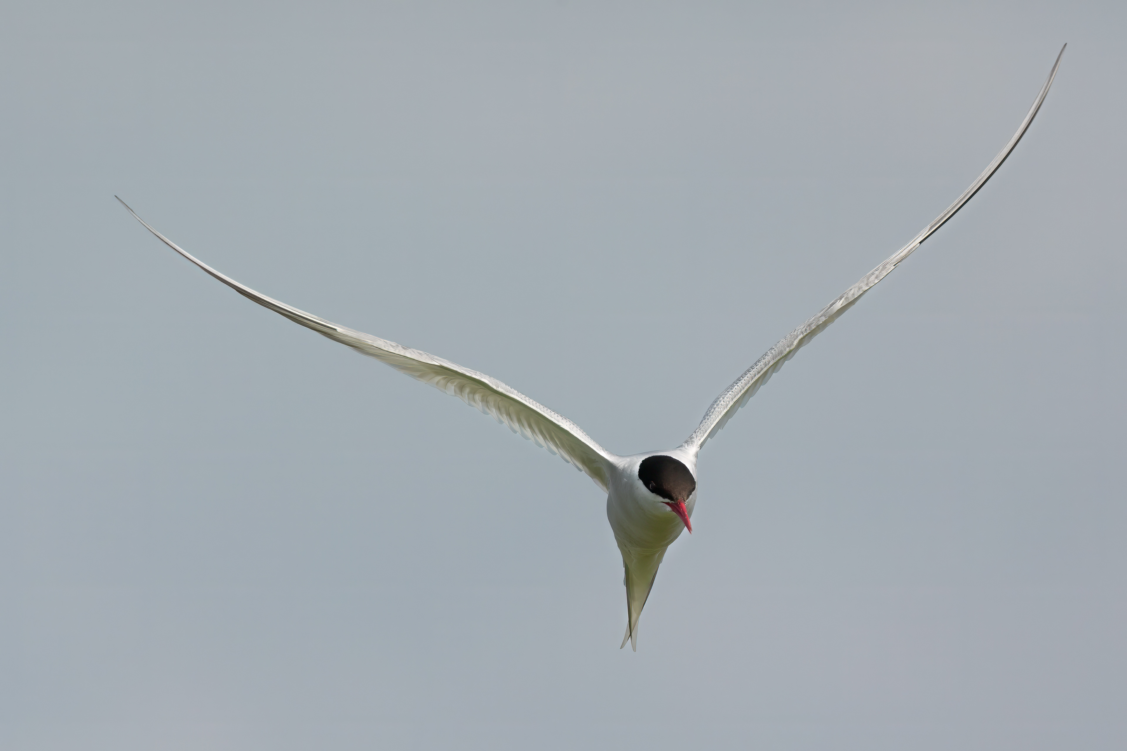 Arctic Tern - Farne Islands