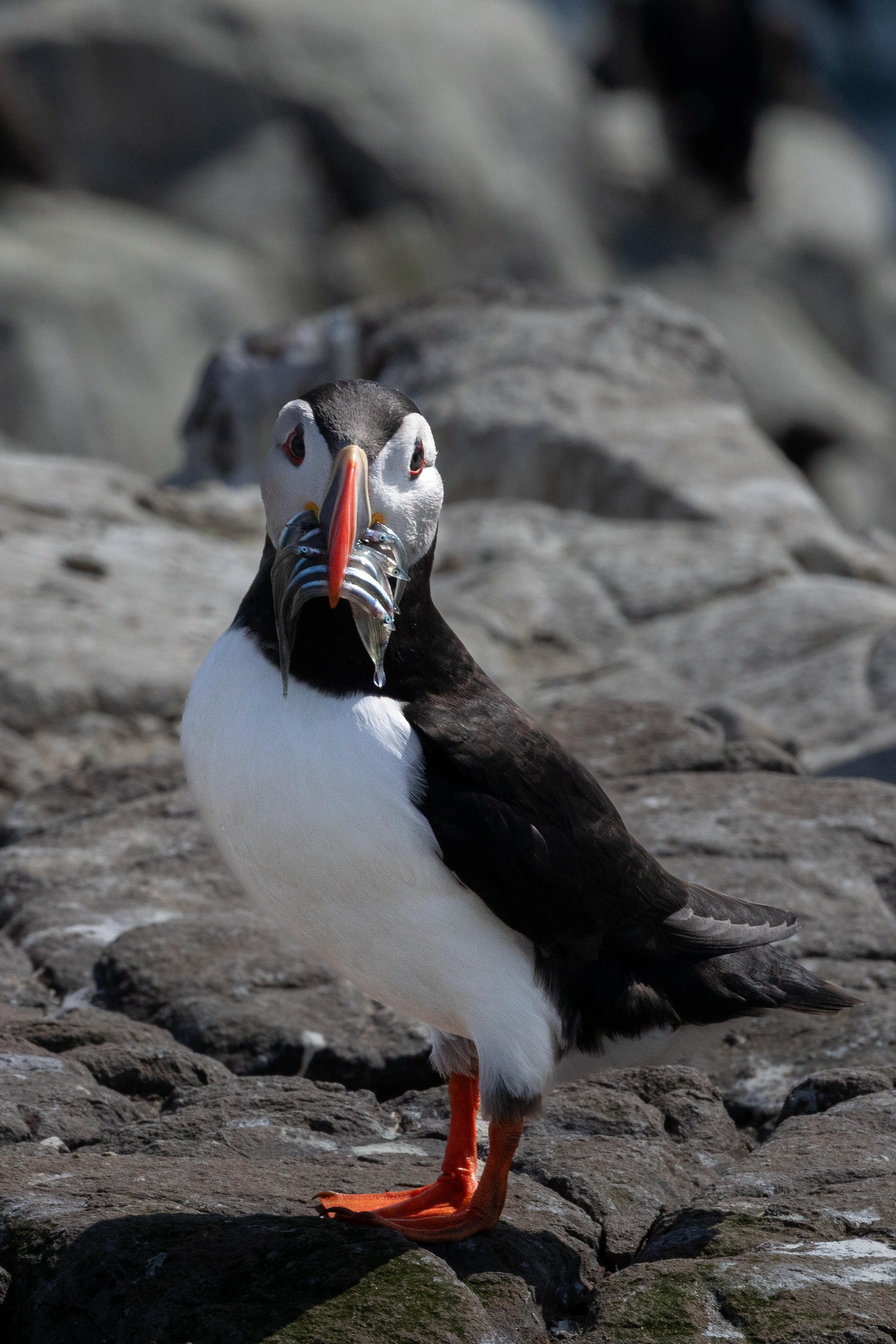 Puffin - Farne Islands