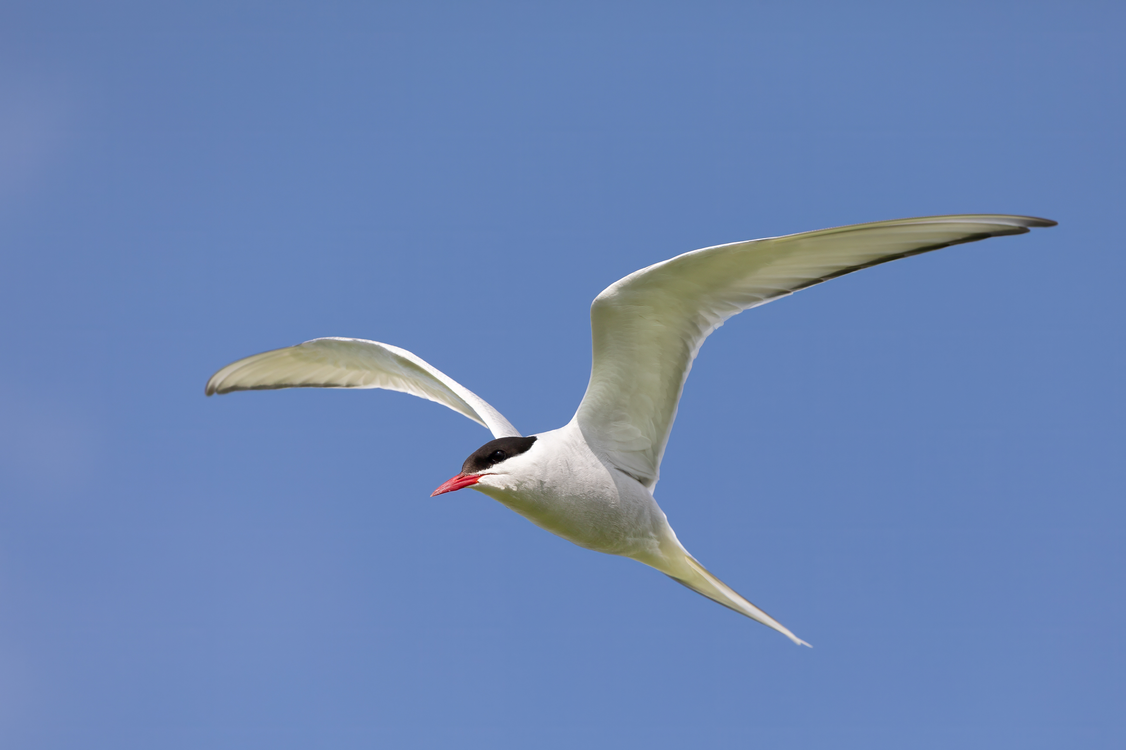 Arctic Tern - Farne Islands