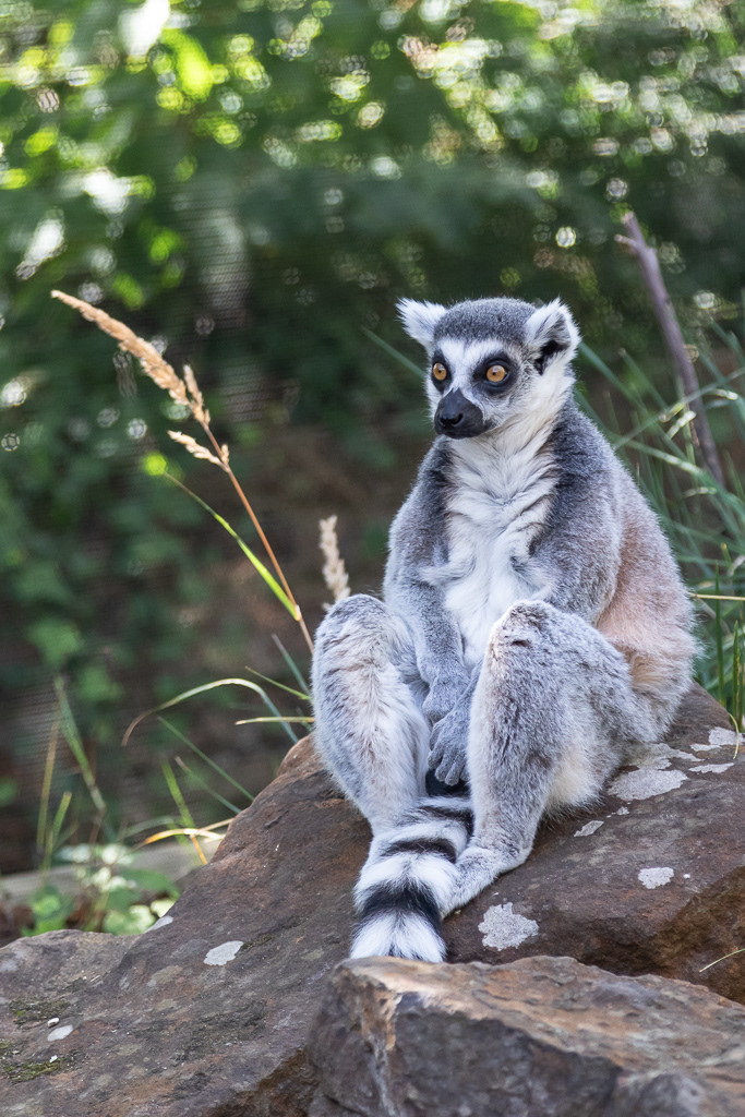 Lemur - London Zoo