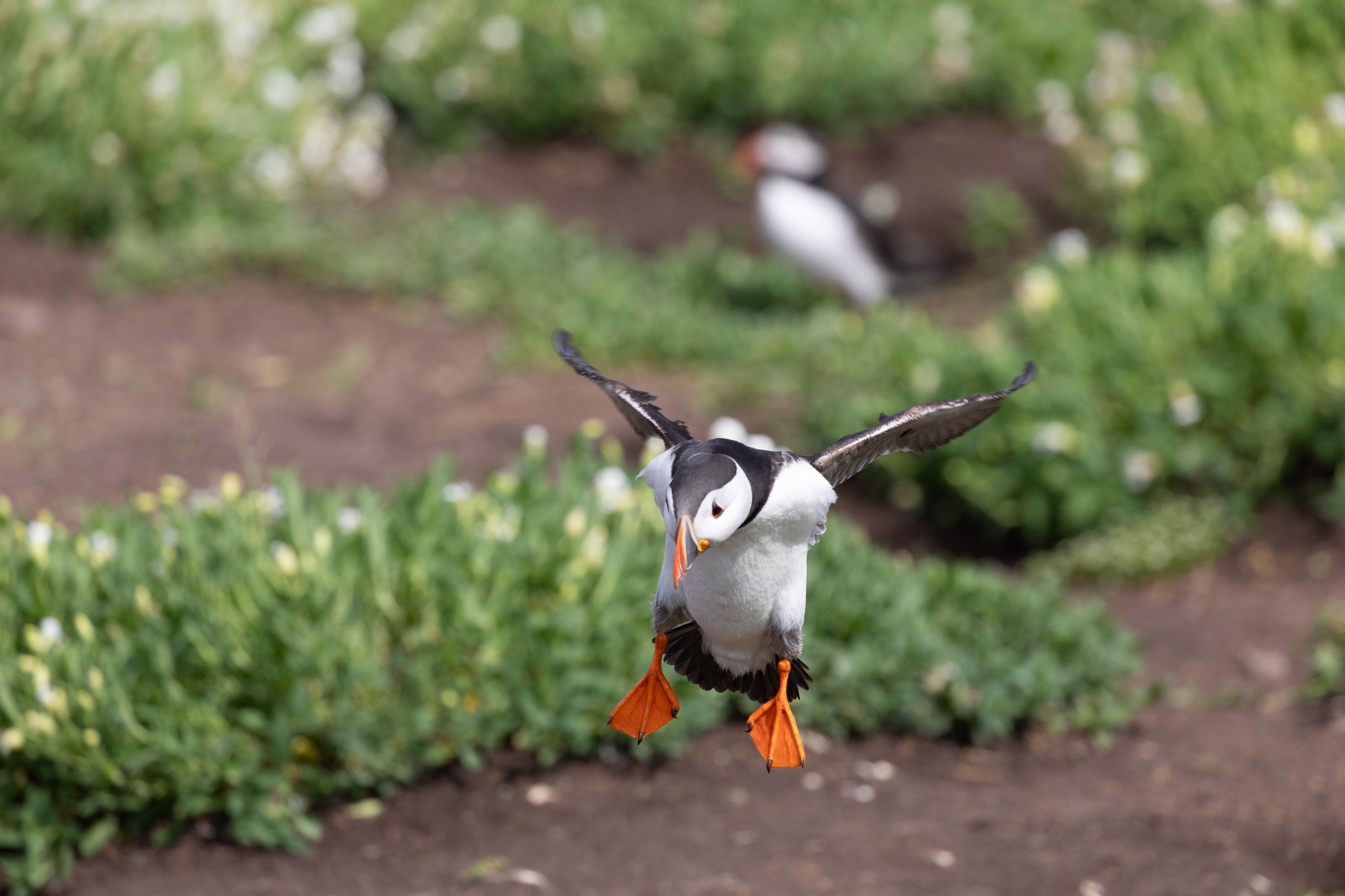 Puffin - Farne Islands