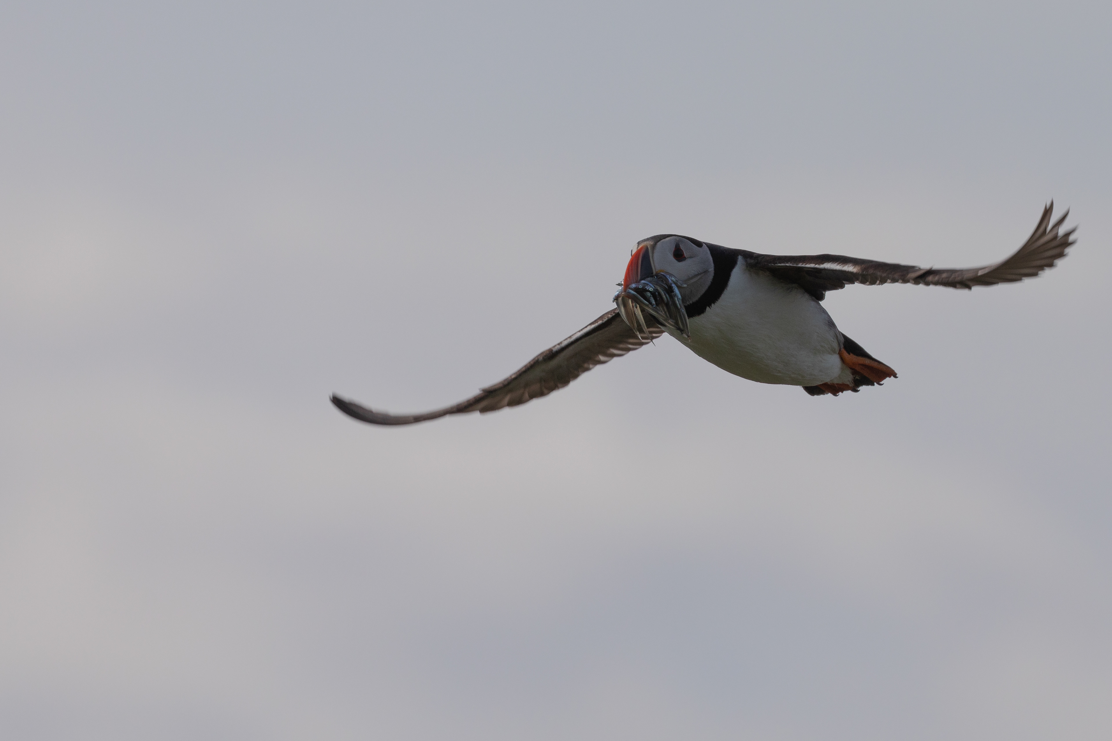 Puffin - Farne Islands
