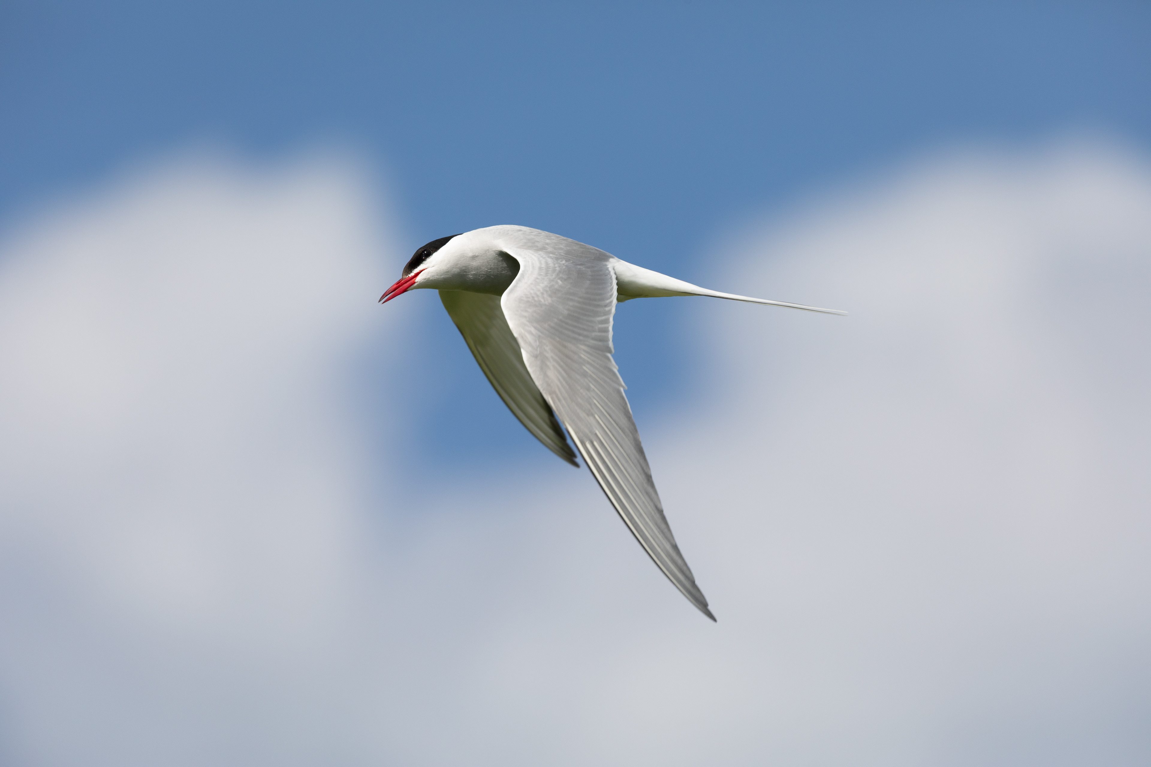 Arctic Tern - Farne Islands
